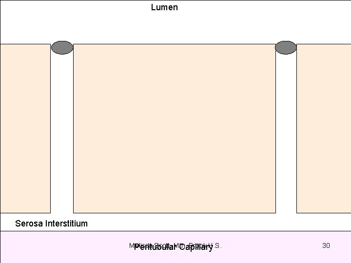Lumen Serosa Interstitium Melissa Scott, Mtn. Brook H. S. Peritubular Capillary 30 