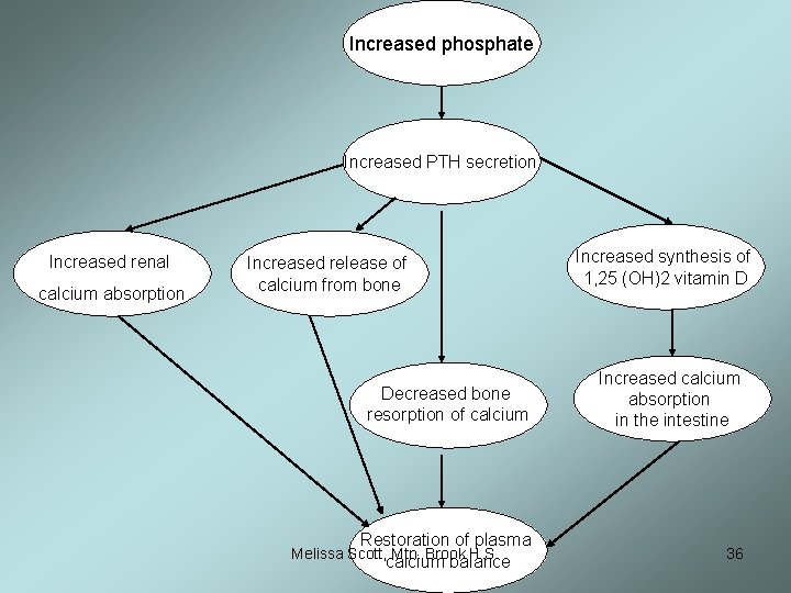 Increased phosphate Increased PTH secretion Increased renal calcium absorption Increased release of calcium from