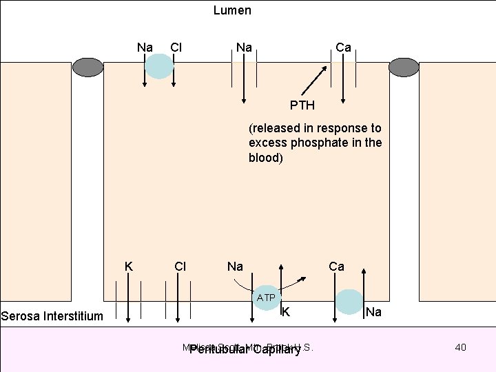 Lumen Na Cl Na Ca PTH (released in response to excess phosphate in the