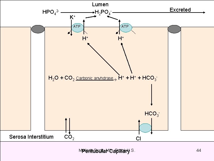 HPO 42 - Lumen H 2 PO 4 - K+ ATP Excreted ATP H+