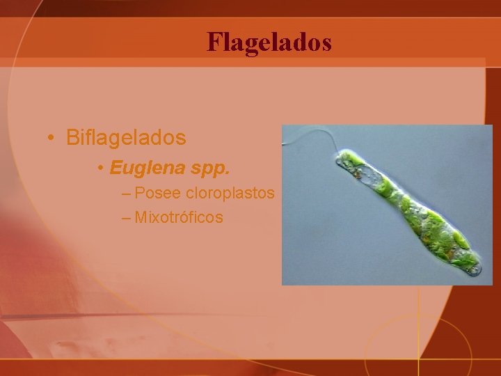 Flagelados • Biflagelados • Euglena spp. – Posee cloroplastos – Mixotróficos 