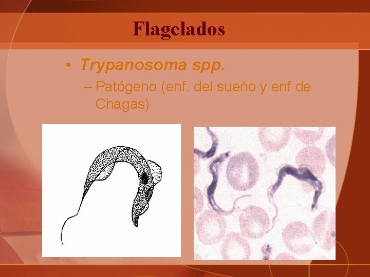 Flagelados • Trypanosoma spp. – Patógeno (enf. del sueňo y enf de Chagas) 