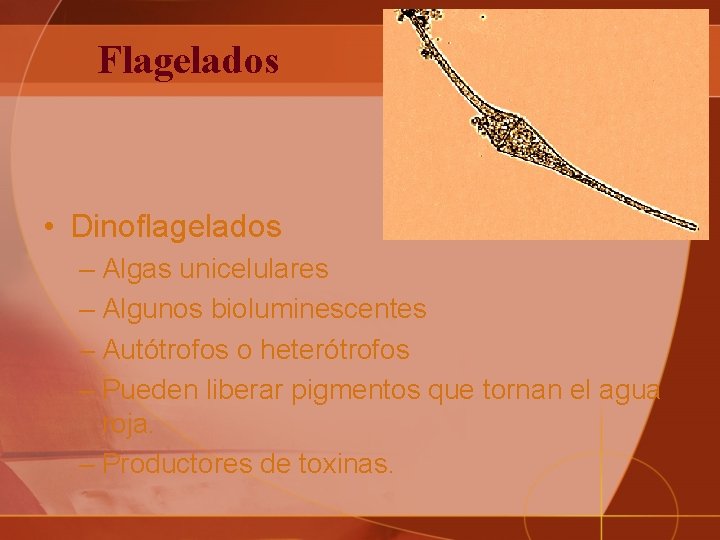 Flagelados • Dinoflagelados – Algas unicelulares – Algunos bioluminescentes – Autótrofos o heterótrofos –