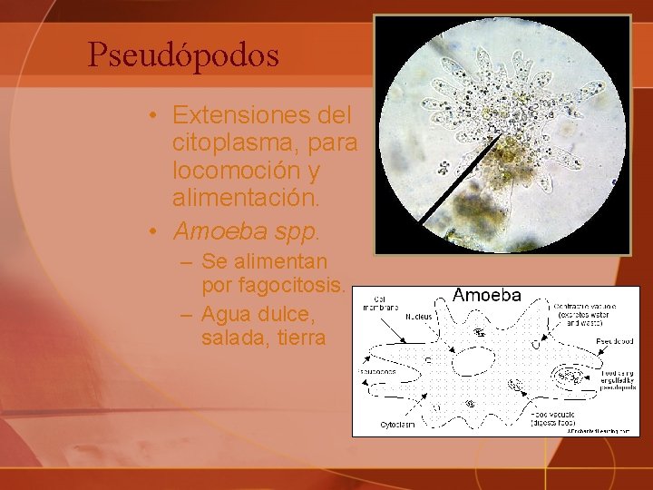 Pseudópodos • Extensiones del citoplasma, para locomoción y alimentación. • Amoeba spp. – Se