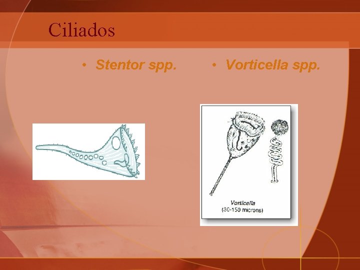 Ciliados • Stentor spp. • Vorticella spp. 