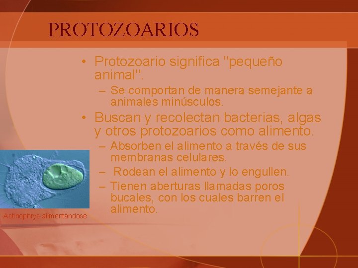 PROTOZOARIOS • Protozoario significa "pequeño animal". – Se comportan de manera semejante a animales