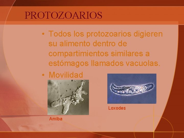 PROTOZOARIOS • Todos los protozoarios digieren su alimento dentro de compartimientos similares a estómagos