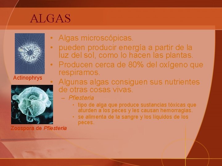 ALGAS Actinophrys • Algas microscópicas. • pueden producir energía a partir de la luz