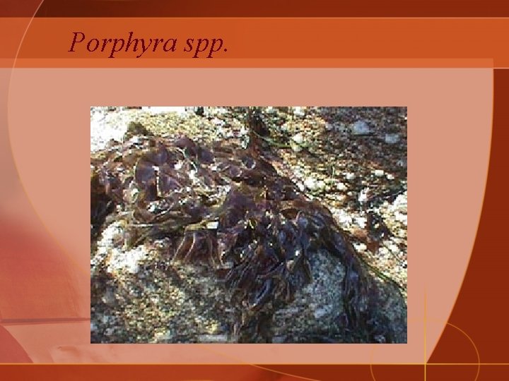 Porphyra spp. 