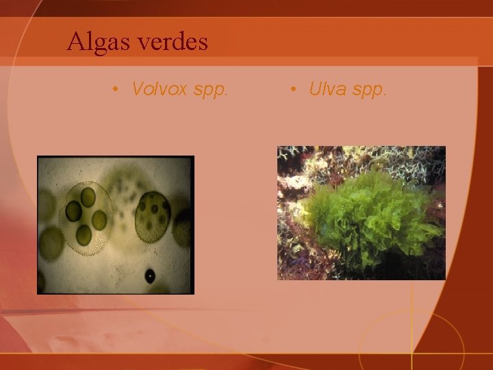 Algas verdes • Volvox spp. • Ulva spp. 