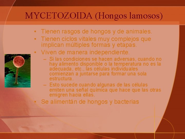 MYCETOZOIDA (Hongos lamosos) • Tienen rasgos de hongos y de animales. • Tienen ciclos