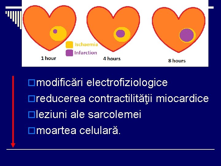 omodificări electrofiziologice oreducerea contractilităţii miocardice oleziuni ale sarcolemei omoartea celulară. 