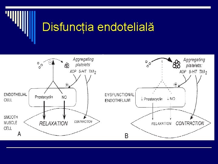 Disfuncția endotelială 