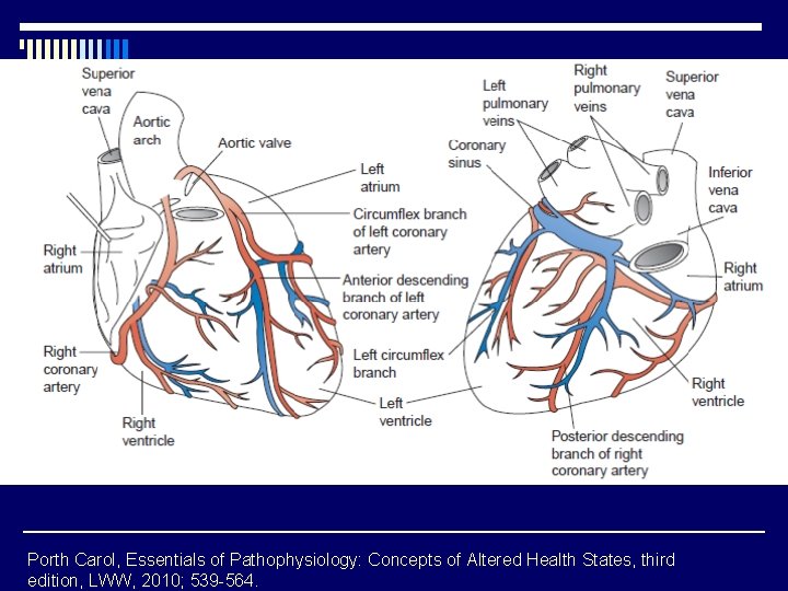 Porth Carol, Essentials of Pathophysiology: Concepts of Altered Health States, third edition, LWW, 2010;