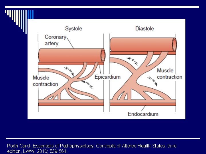 Porth Carol, Essentials of Pathophysiology: Concepts of Altered Health States, third edition, LWW, 2010;