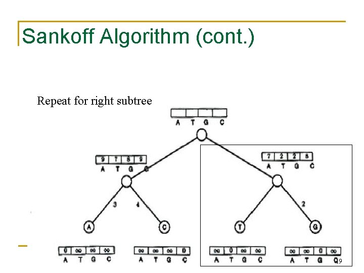 Sankoff Algorithm (cont. ) Repeat for right subtree 19 