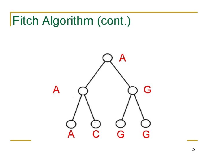 Fitch Algorithm (cont. ) 29 