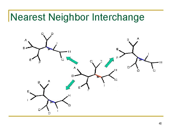 Nearest Neighbor Interchange 40 