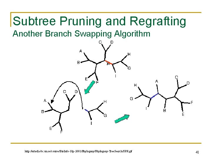 Subtree Pruning and Regrafting Another Branch Swapping Algorithm http: //artedi. ebc. uu. se/course/Bio. Info-10