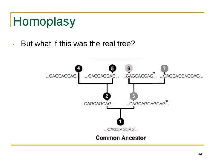 Homoplasy • But what if this was the real tree? 44 