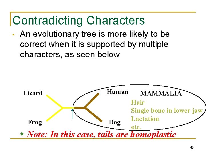 Contradicting Characters • An evolutionary tree is more likely to be correct when it