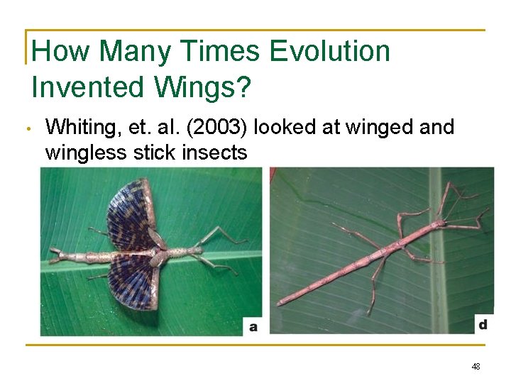 How Many Times Evolution Invented Wings? • Whiting, et. al. (2003) looked at winged