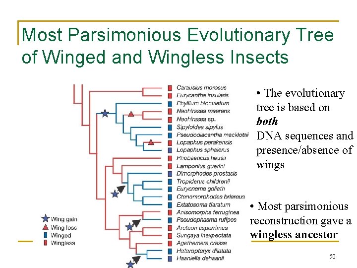 Most Parsimonious Evolutionary Tree of Winged and Wingless Insects • The evolutionary tree is