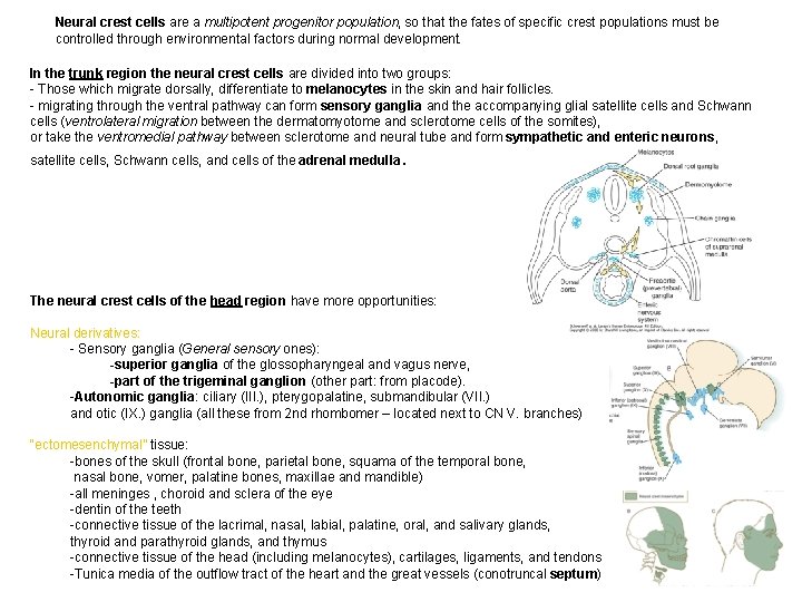 Neural crest cells are a multipotent progenitor population, so that the fates of specific