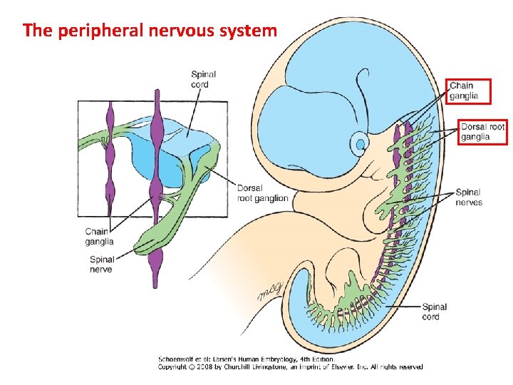 The peripheral nervous system 