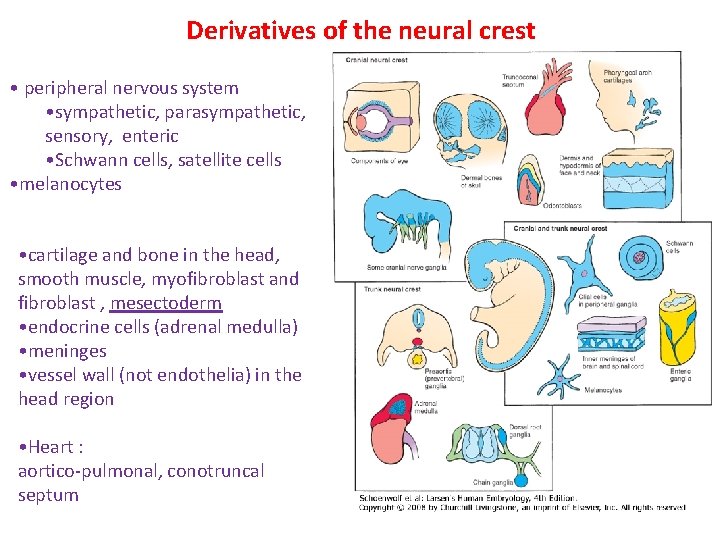 Derivatives of the neural crest • peripheral nervous system • sympathetic, parasympathetic, sensory, enteric