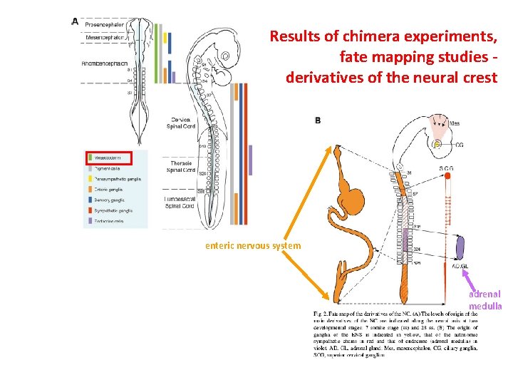 Results of chimera experiments, fate mapping studies derivatives of the neural crest enteric nervous