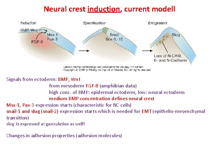Neural crest induction, current modell Signals from ectoderm: BMP, Wnt from mesoderm FGF-8 (amphibian