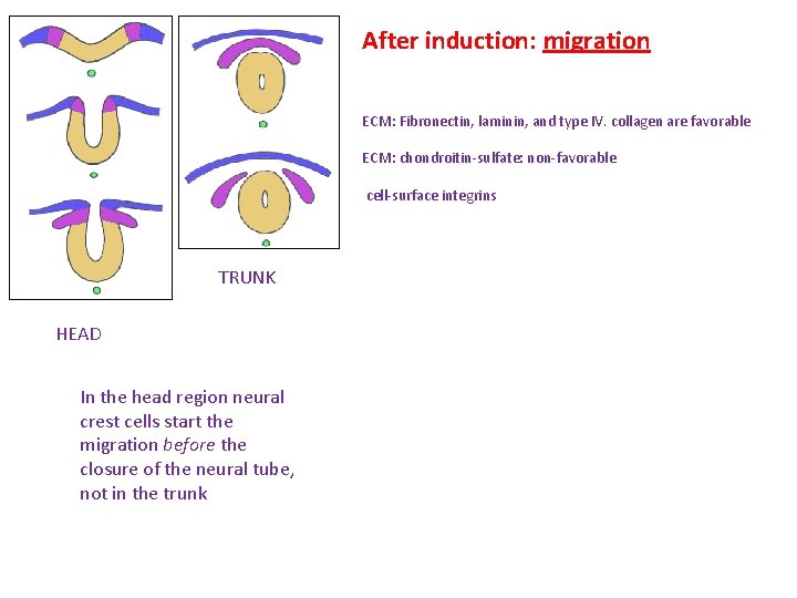 After induction: migration ECM: Fibronectin, laminin, and type IV. collagen are favorable ECM: chondroitin-sulfate: