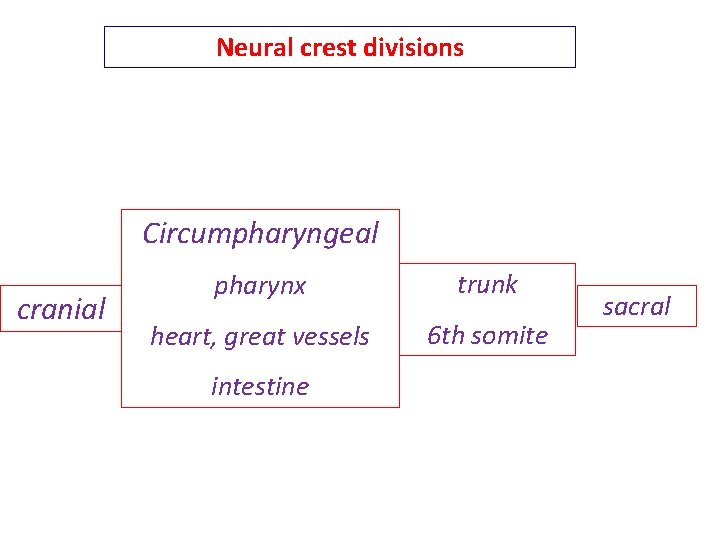 Neural crest divisions Circumpharyngeal cranial pharynx trunk heart, great vessels 6 th somite intestine