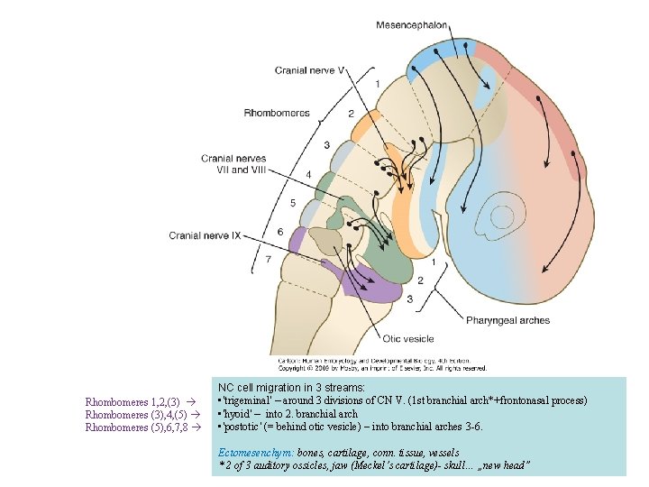 Rhombomeres 1, 2, (3) Rhombomeres (3), 4, (5) Rhombomeres (5), 6, 7, 8 NC