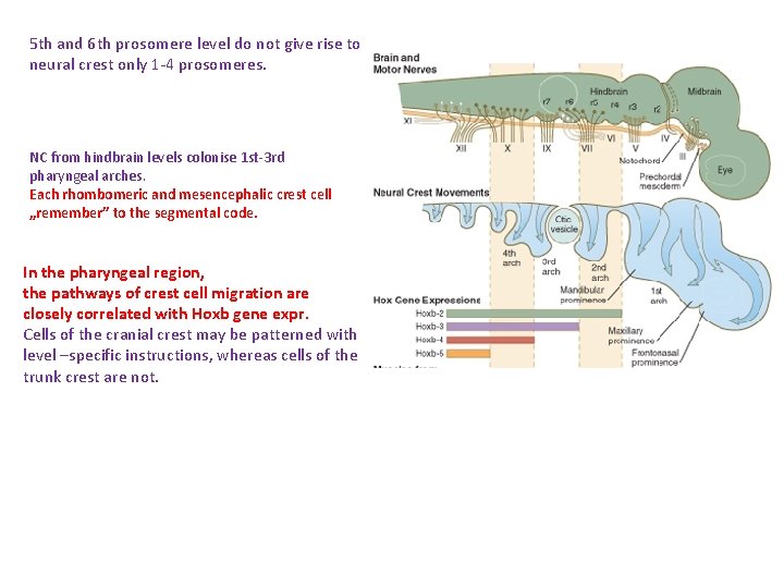 5 th and 6 th prosomere level do not give rise to neural crest