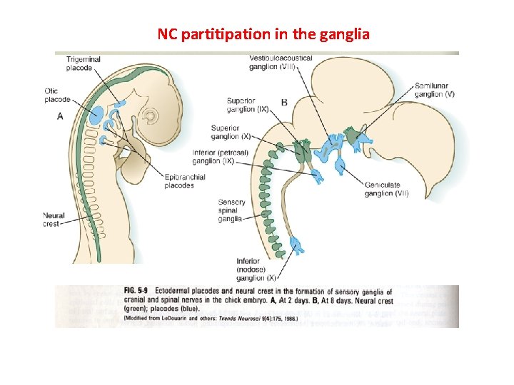 NC partitipation in the ganglia 