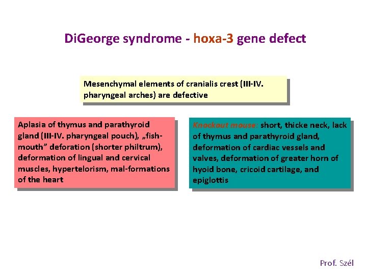 Di. George syndrome - hoxa-3 gene defect Mesenchymal elements of cranialis crest (III-IV. pharyngeal