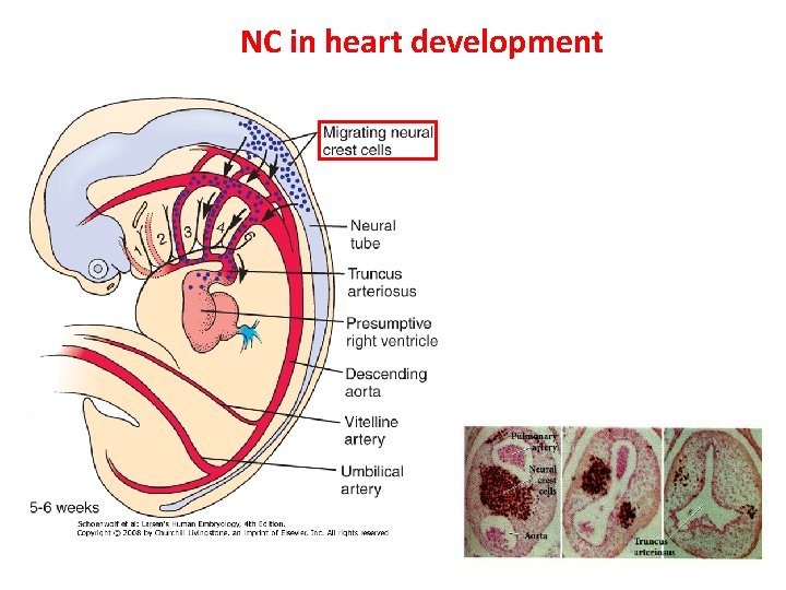 NC in heart development 