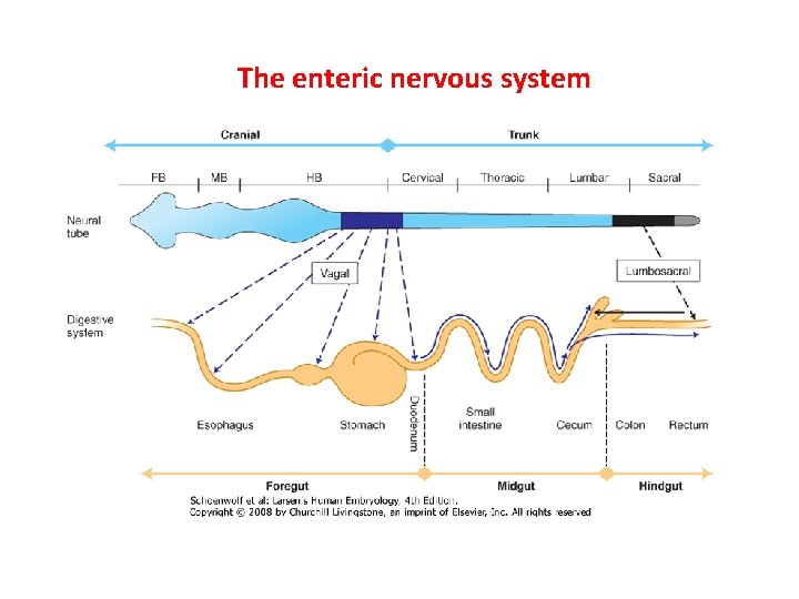 The enteric nervous system 