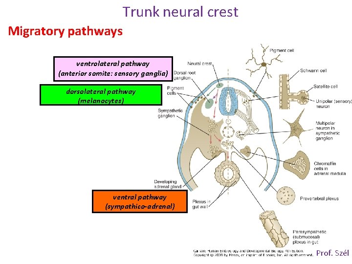 Trunk neural crest Migratory pathways ventrolateral pathway (anterior somite: sensory ganglia) dorsolateral pathway (melanocytes)