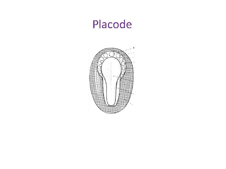 Placode 