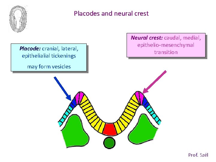 Placodes and neural crest Placode: cranial, lateral, epithelialial tickenings Neural crest: caudal, medial, epithelio-mesenchymal