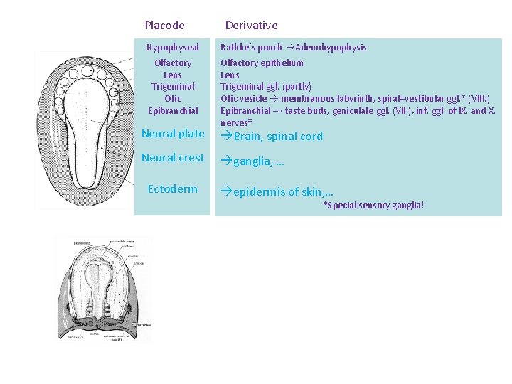 Placode Derivative Hypophyseal Rathke’s pouch Adenohypophysis Olfactory Lens Trigeminal Otic Epibranchial Olfactory epithelium Lens