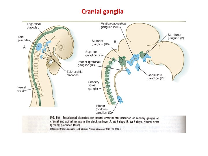 Cranial ganglia 