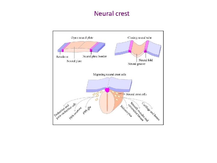 Neural crest 