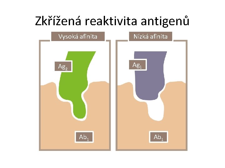 Zkřížená reaktivita antigenů Vysoká afinita Nízká afinita Ag 2 Ag 1 Ab 1 