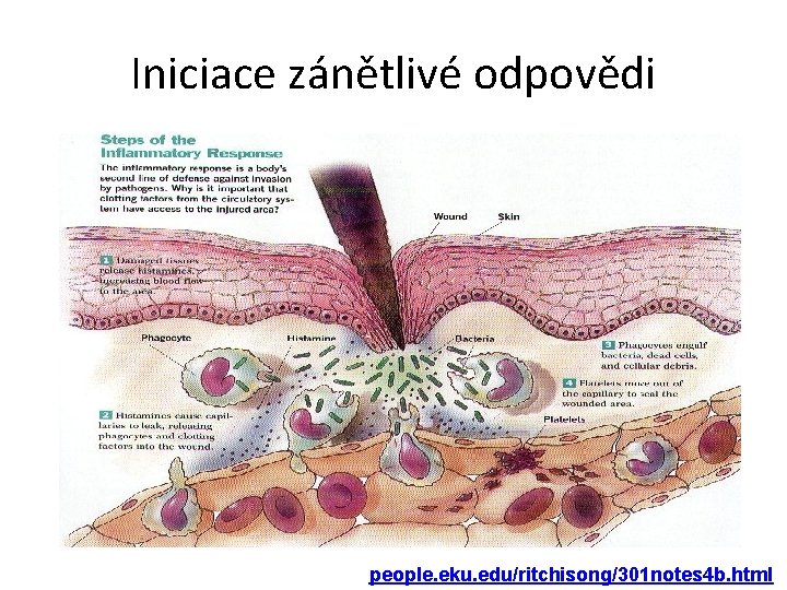 Iniciace zánětlivé odpovědi people. eku. edu/ritchisong/301 notes 4 b. html 