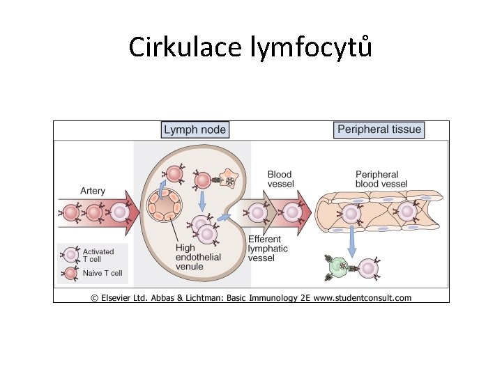 Cirkulace lymfocytů 