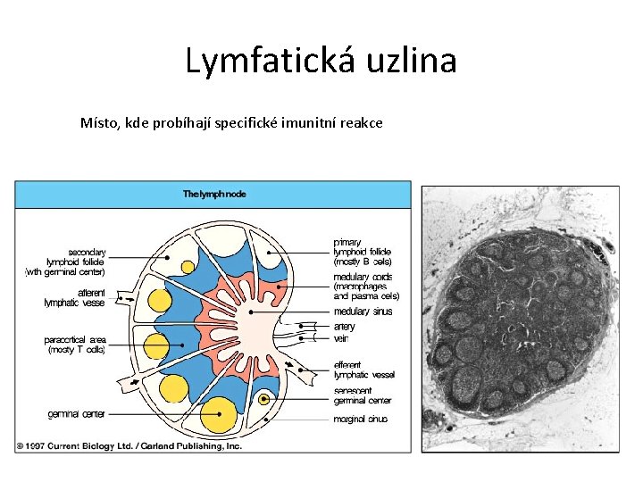 Lymfatická uzlina Místo, kde probíhají specifické imunitní reakce 